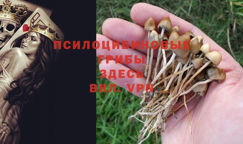 Псилоцибиновые грибы Psilocybe Кизел